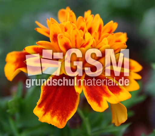 Tagetes-1.jpg
